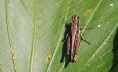 Dichroplus elongatus