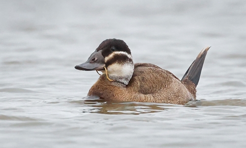 White-headed Duck, photo 5 of 9