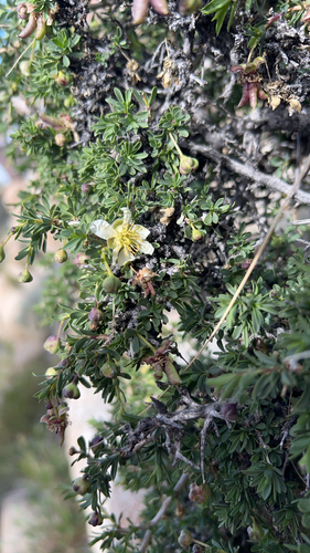 iNaturalist observation photo of Bigelow's crossosoma