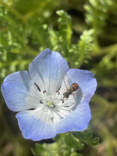 Unknown species found near Halison St, Torrance, CA, US