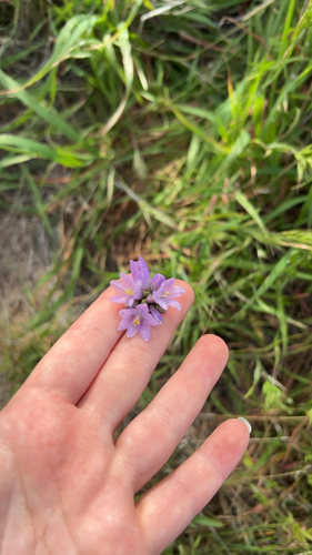 iNaturalist observation photo of blue dicks