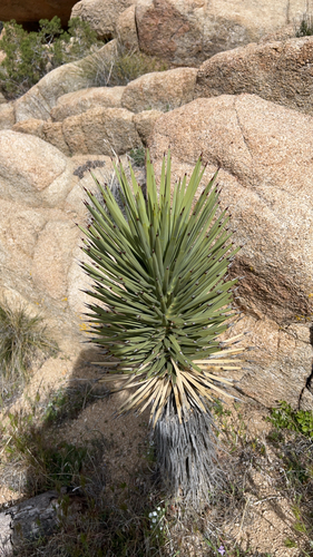 iNaturalist observation photo of Western Joshua Tree