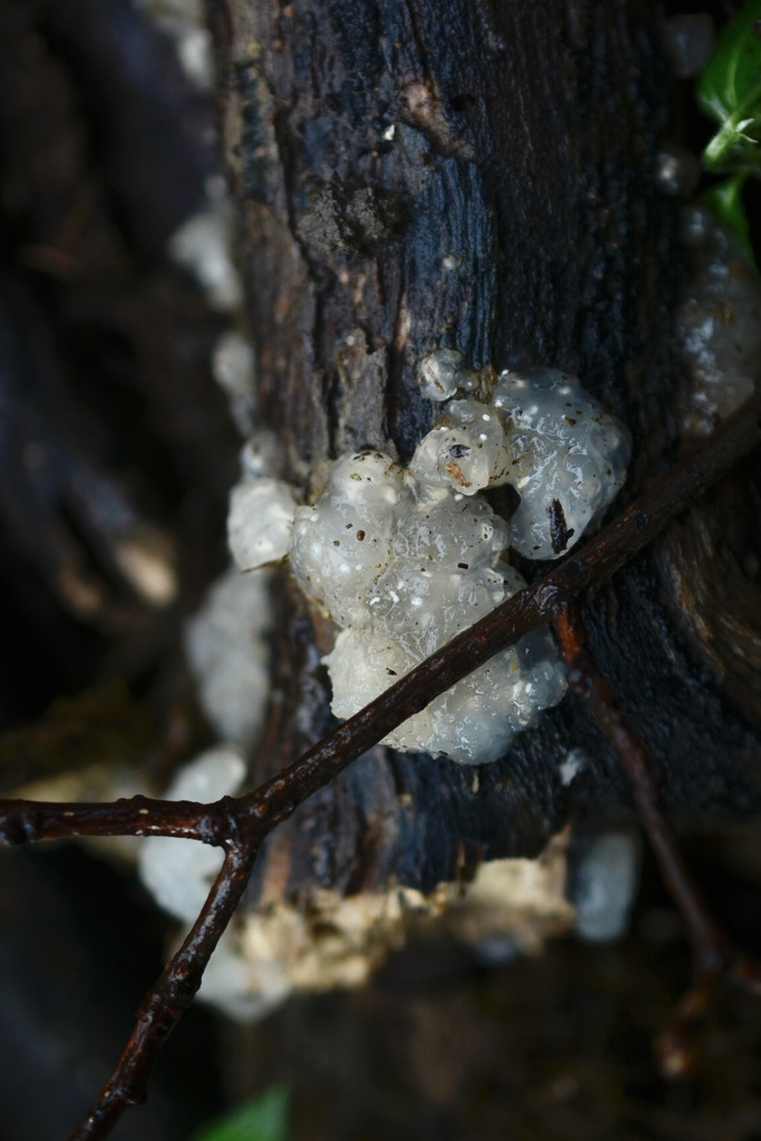 Myxarium nucleatum · February 2026 · photo: © cryptomarasmius (iNaturalist, cc-by)