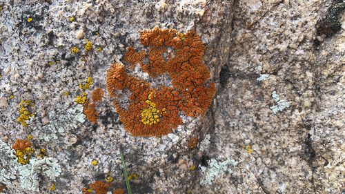 iNaturalist observation photo of Sagebrush Goldspeck Lichen