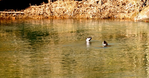 North American River Otter photographed in Arkansas