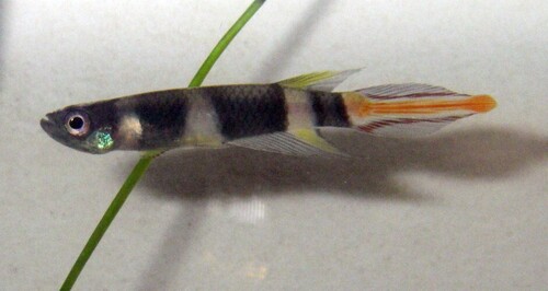 Banded panchax (Epiplatys annulatus) — Nothobranchiidae — 2