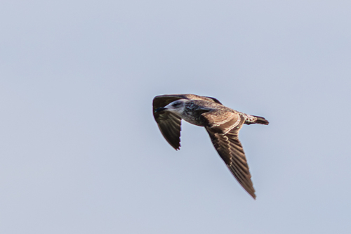Avistamiento Gaviota Dorsinegra Menor