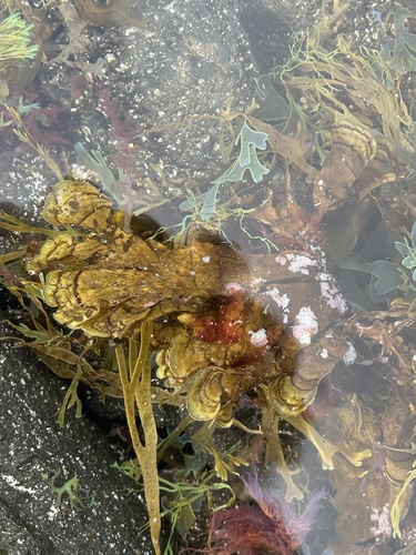 Photo of Zoned Stypopodium (Stypopodium zonale)