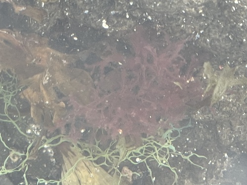 Cottoniella filamentosa observed 2026-02-27