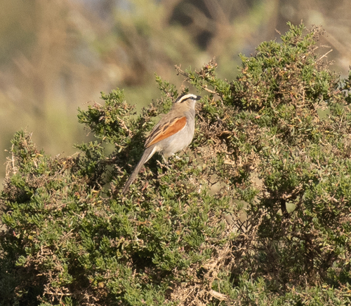 Black-crowned Tchagra (Tchagra senegalus)