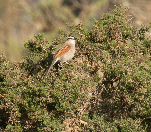 Black-crowned Tchagra (Tchagra senegalus), photo 2