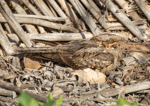 Red-necked Nightjar (Caprimulgus ruficollis)