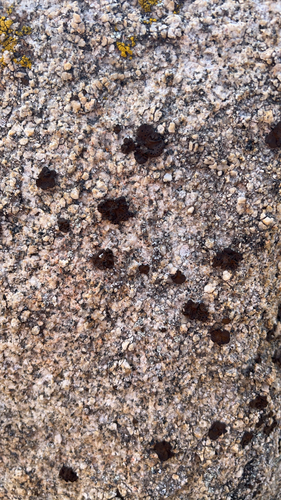 iNaturalist observation photo of Emery Rocktripe Lichen