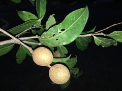 Sacoglottis trichogyna