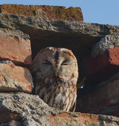 View observation of {o.common_name} on iNaturalist