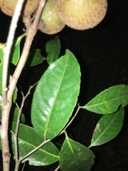 Sacoglottis trichogyna