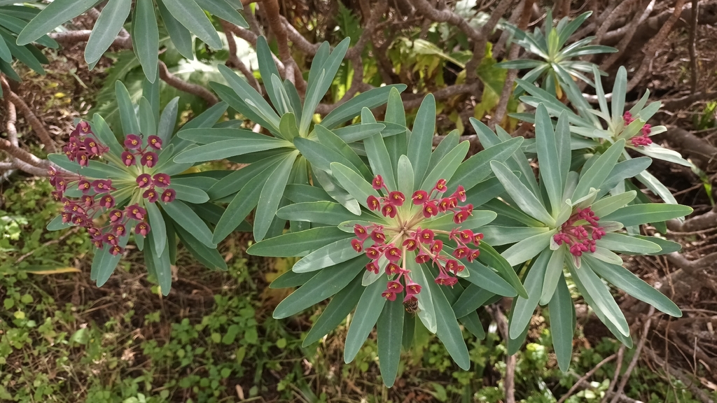 Euphorbia atropurpurea; photograph author not stated, no rights reserved
