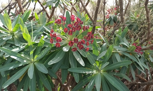 Euphorbia atropurpurea, photograph 3