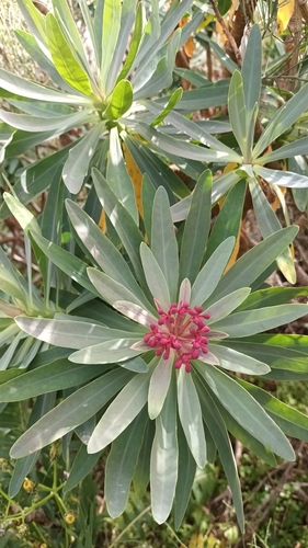 Euphorbia atropurpurea, photograph 4
