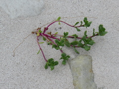 Senecio maritimus