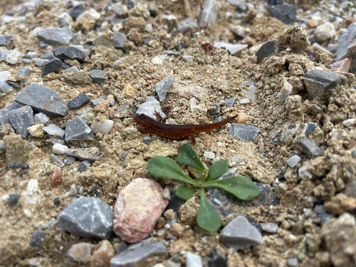 Greek Newt, Ωραιόκαστρο, photo 7 of 10