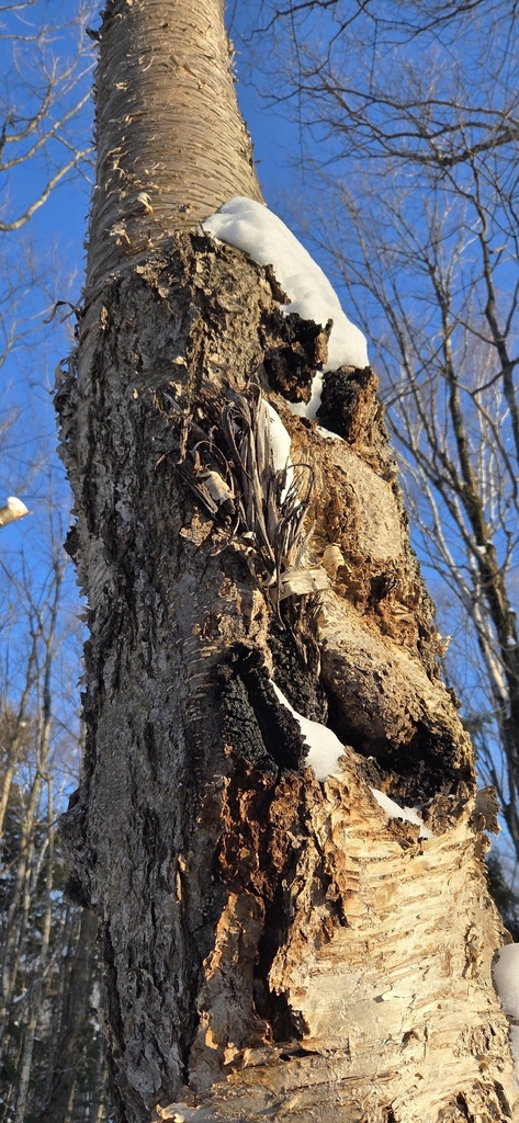 Inonotus obliquus · February 2026 · photo: © wf_mi (iNaturalist, cc-by)