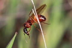 Camponotus dumetorum