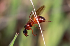 Camponotus dumetorum