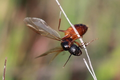Camponotus dumetorum