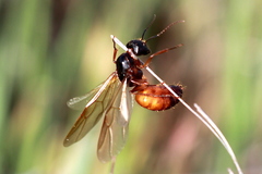 Camponotus dumetorum