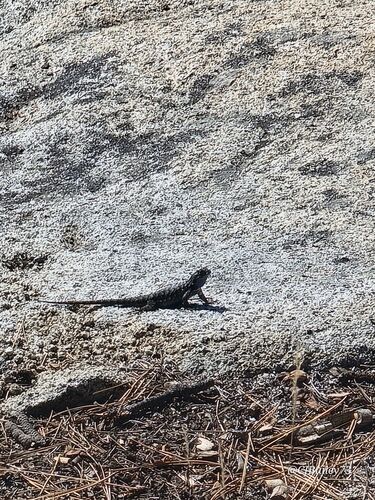 iNaturalist observation photo of Western Fence Lizard