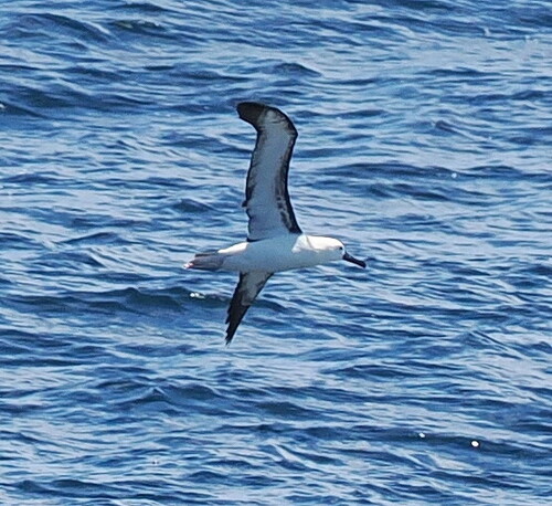 Atlantic Yellow-nosed Albatross (Thalassarche chlororhynchos), photo 2