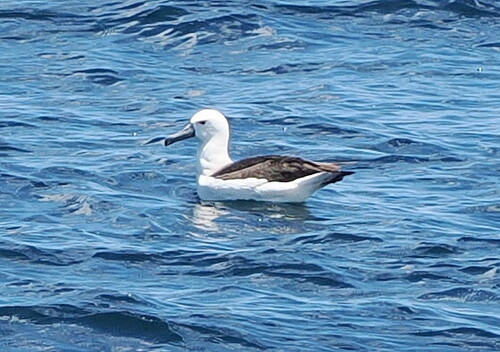Atlantic Yellow-nosed Albatross (Thalassarche chlororhynchos), photo 1