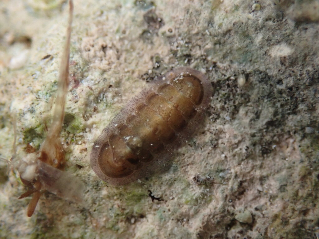 Mesh-pitted Chiton