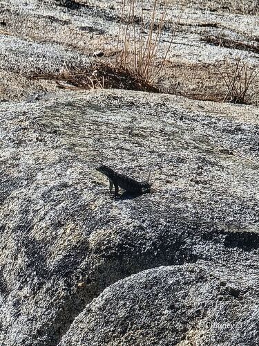 iNaturalist observation photo of Western Fence Lizard