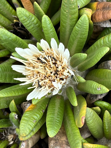 Rock Cushionbush (Oldenburgia paradoxa)