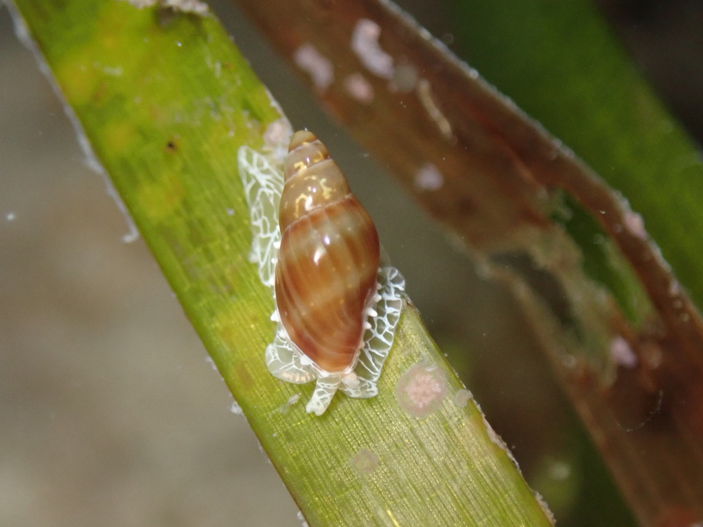 tan marginella