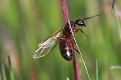 Camponotus dumetorum