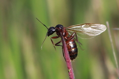 Camponotus dumetorum