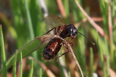Camponotus dumetorum