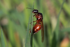 Camponotus dumetorum