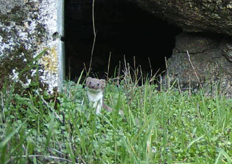 Comadreja observed by nat_rojasestevez