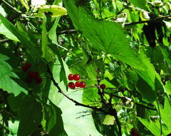 Ribes latifolium