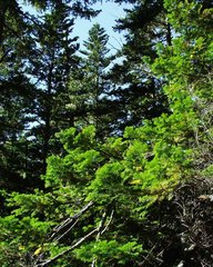 Abies sachalinensis