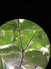 Unonopsis pittieri