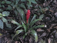 Aechmea hoppii