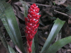 Aechmea hoppii