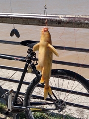 Rhinodoras dorbignyi