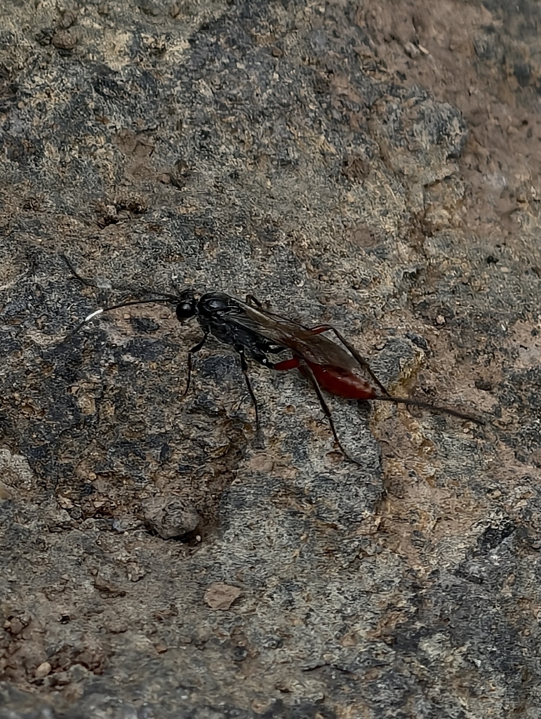 Mesostenus grammicus