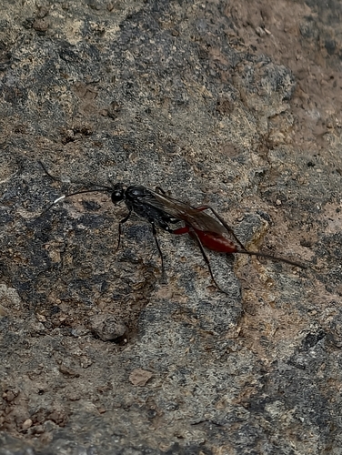 Mesostenus grammicus